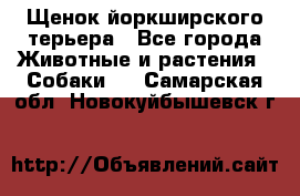 Щенок йоркширского терьера - Все города Животные и растения » Собаки   . Самарская обл.,Новокуйбышевск г.